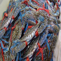 漯河海鲜活体空运